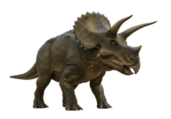 Isolated triceratops, a dinosaur with horned face, head, and frill ornamentation on its neck