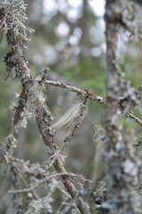 Moss and lichen covered branches in Scandinavian forests