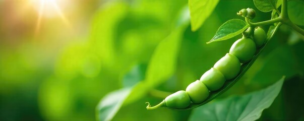 Close-up shot of fresh green peas growing on a vine outdoors, sunlight illuminating the pods Vibrant green leaves and lush foliage surround the developing peas , fresh, nutrition, rural