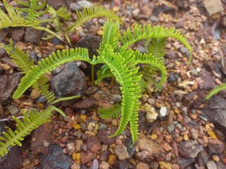 Tiny fern grows on the rocky soil