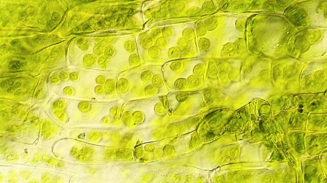 Microscopic View of Moss Leaf Cells in High Resolution