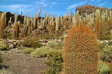Closeup of one of a large Trichocereus Pasacana cactus on rocky outcrop in the middle of Uyuni salt flats known as Isla del Pescado (Isla Incahuasi), Bolivia, South America