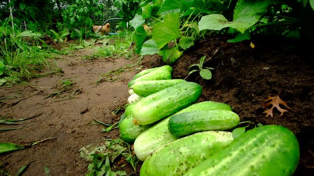 Close up shot while moving camera backward above freshly harvested well grown gherkin cucumbers and then moving away revealing more blooming plants climbing or tangling to arch shaped trellis made fro