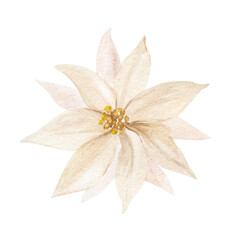 White poinsettia isolated on white background. Watercolor Christmas flower. White flower illustration. Winter holidays floral for Christmas design, greeting cards and New Year invitations.
