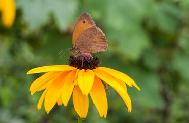 Brown butterfly on a yellow flower in the garden. Monarch butterfly pollinating flowers in the nature