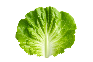 Fresh green endive leaf isolated on transparent background for healthy eating