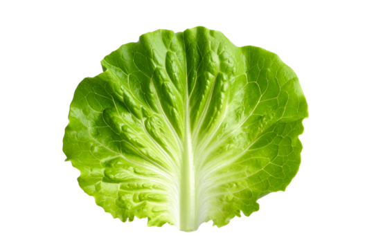 Fresh green endive leaf isolated on transparent background for healthy eating