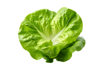 Fresh green endive leaf isolated on transparent background for healthy eating