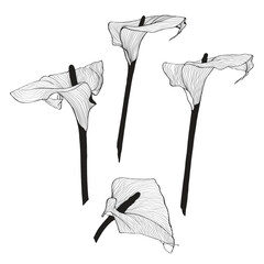 Calla Lily line illustration, Arum Lily Black White line art.