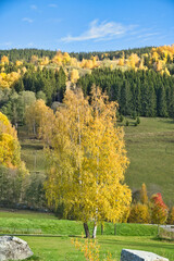 Autumn landscape with colorful trees and farmhouse on sunny meadow in Norway.