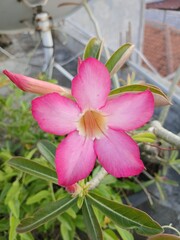 Close-Up of a Pink Adenium Flower