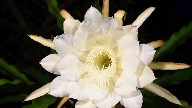 Close up of a night blooming cereus flower with white petals and dark background