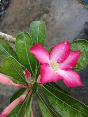 Close-Up of a Pink Adenium Flower