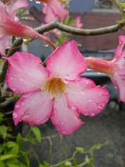 Close-Up of a Pink Adenium Flower