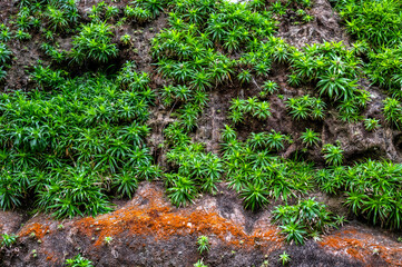 Bromelia plants clinging to the side of a cliff in Guaviare, Colombia