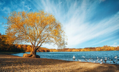 Bright autumn day by a serene lake with a lone tree and birds gathered around the water's edge