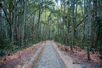 Path through a jungle with bamboo in San Agustin, Colombia