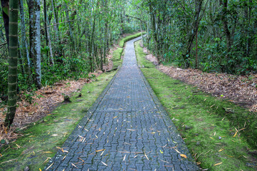 Path through the jungle in San Agustin, Colombia