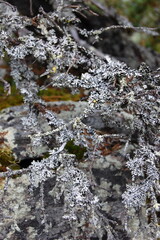 Mosses and lichens of the polar tundra on an autumn day.