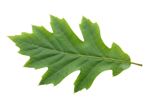 Isolated green oak leaf with serrated edges, a single specimen with clearly visible veins