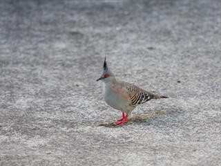 Crested Pigeon (Ocyphaps lophotes) walking on cement driveway.