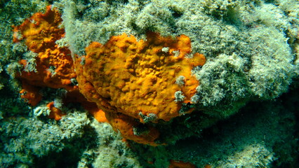 Fototapeta premium Red encrusting sponge or orange-red encrusting sponge (Crambe crambe) undersea, Aegean Sea, Greece, Halkidiki, Pirgos beach 