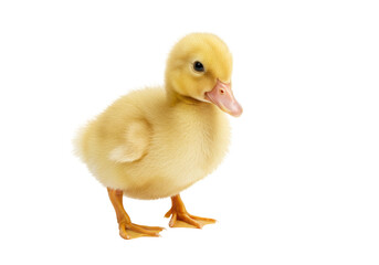 Isolated Duckling Cute Yellow Animal Bird Fluffy Wildlife Feather Small Fowl Chick