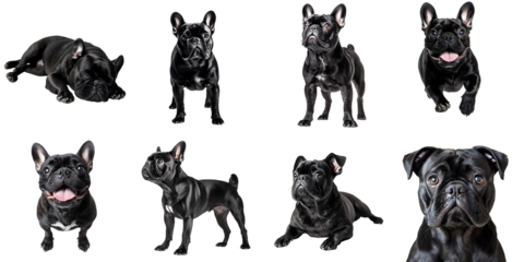 Set of black pug dogs isolated on a transparent background PNG