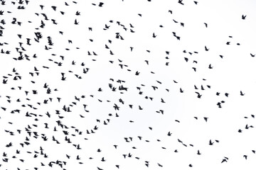 Fototapeta premium A blurred flock of flying birds isolated on white background