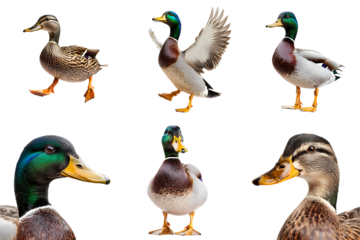 Set of beautiful ducks isolated on a transparent background PNG