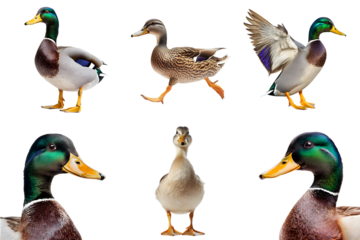 Set of beautiful ducks isolated on a transparent background PNG