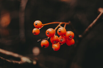 Close-up of vibrant orange red berries on a branch against a dark background. These bright berries offer a striking contrast against the blurred, moody backdrop of the natural world. Autumnal nature.