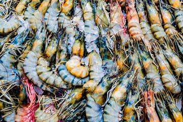 various shrimps or prawns, raw and fresh on ice