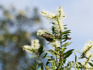 Yellow-faced Honeyeater (Caligavis chrysops) perched in Paperbark Tree (Melaleuca Quinquenervia) with white flowers.