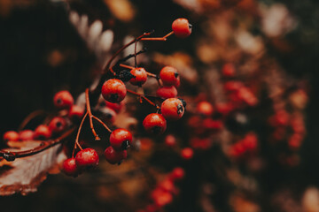 Close-up of vibrant orange red berries on a branch against a dark background. These bright berries offer a striking contrast against the blurred, moody backdrop of the natural world. Autumnal nature.