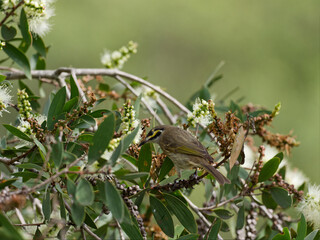 Yellow-faced Honeyeater (Caligavis chrysops) perched on a Eucalyptus tree with white flowers.