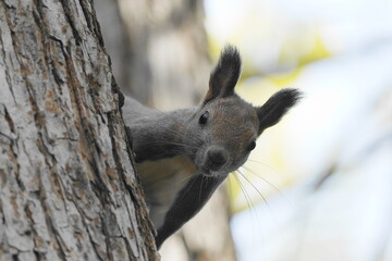 木に登るエゾリス