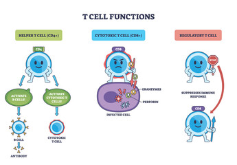 T cell functions outline depicts helper CD4, cytotoxic CD8, and regulatory cells guiding activation, killing infected cells, and suppression with arrows and labels. Outline diagram