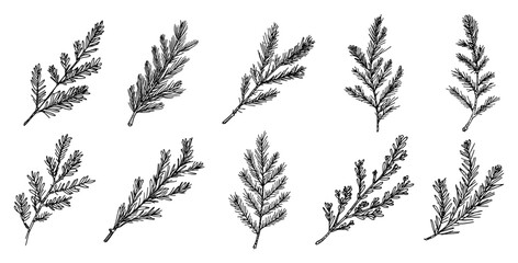 Set of Fir and Pine Branches Hand Drawn Christmas Vector Sketch Elements