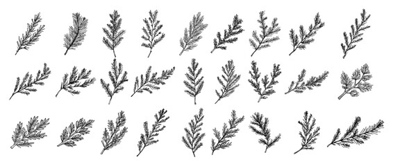 Big Collection of Hand Drawn Pine Branches Christmas Vector Sketch Set
