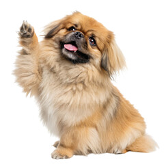 A fluffy dog with a cheerful expression waves its paw, showcasing its playful demeanor.