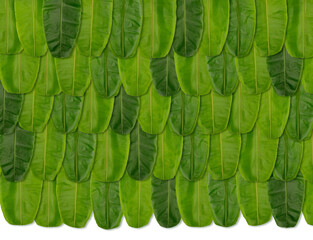 Green Banana leaf background for backdrop, banana leaf background wallpaper, banana leaf decoration, Indian festival background.