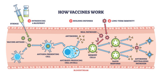 Vaccine mechanism brief diagram shows syringe, antibodies, and memory cells guiding immunity from antigen to rapid response and pathogen neutralization. Outline diagram