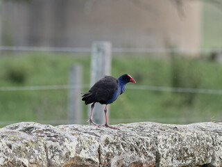 Australasian Swamphen (Porphyrio melanotus) standing on a sandstone wall with out of focus concrete structure and fence in background.