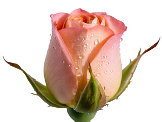 Delicate peach colored rosebud adorned with sparkling dew drops on its soft petals isolated on transparent background