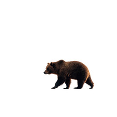 A brown bear walks