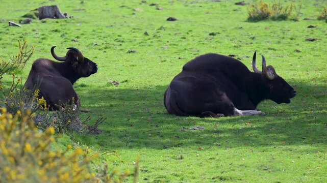 Couple of gaurs ruminating lying in the shade in a plain. Bos gaurus, R&eacute;serve zoologique de la Haute-Touche, Azay le Ferron, Indre 36, r&eacute;gion Centre Val de Loire, France, European Union, Europe