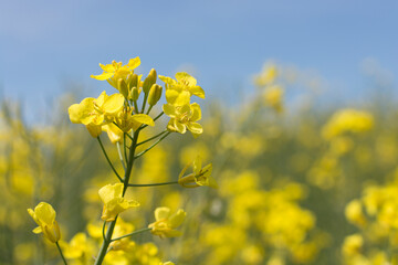 Rapspflanze und Rapsfeld im Sommer