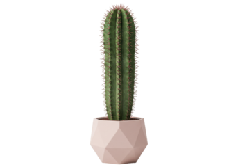 Isolated cactus plant in a pink pot, vibrant green succulent in decorative container