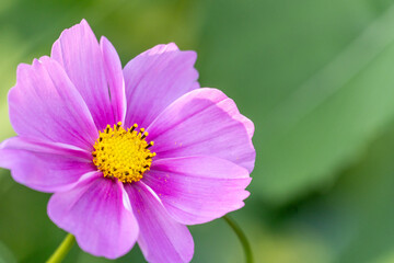 Obraz premium ヒマワリの写真